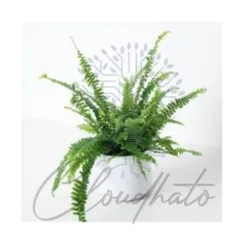 Boston Fern in California